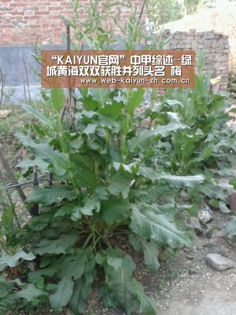 “KAIYUN官网”中甲综述-绿城黄海双双获胜并列头名 梅县1-1亚泰(图1) KAIYUN官网